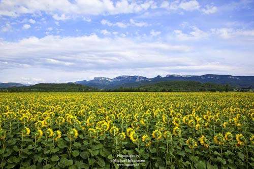 Sunflowers