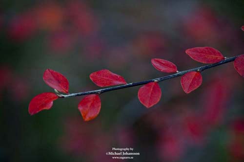 Red Leaves