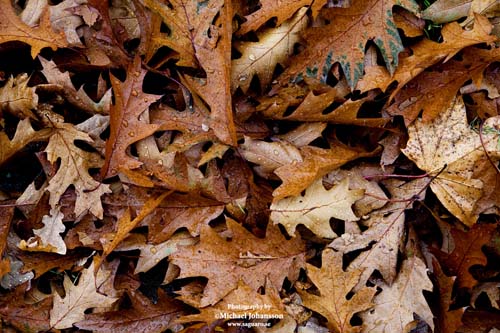 Leaves macro